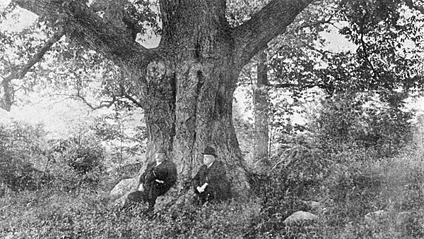 MR. HOYT AND THE WRITER UNDER THE GIANT OAK