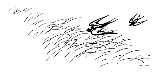 sketch of birds flying