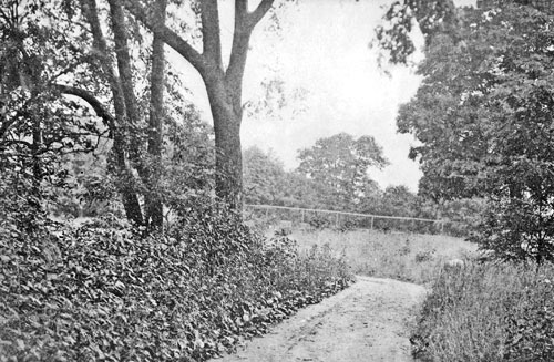 LEADING TO THE PEACEFULNESS OF THE GROVE