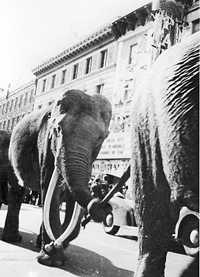 Elephants, 1941